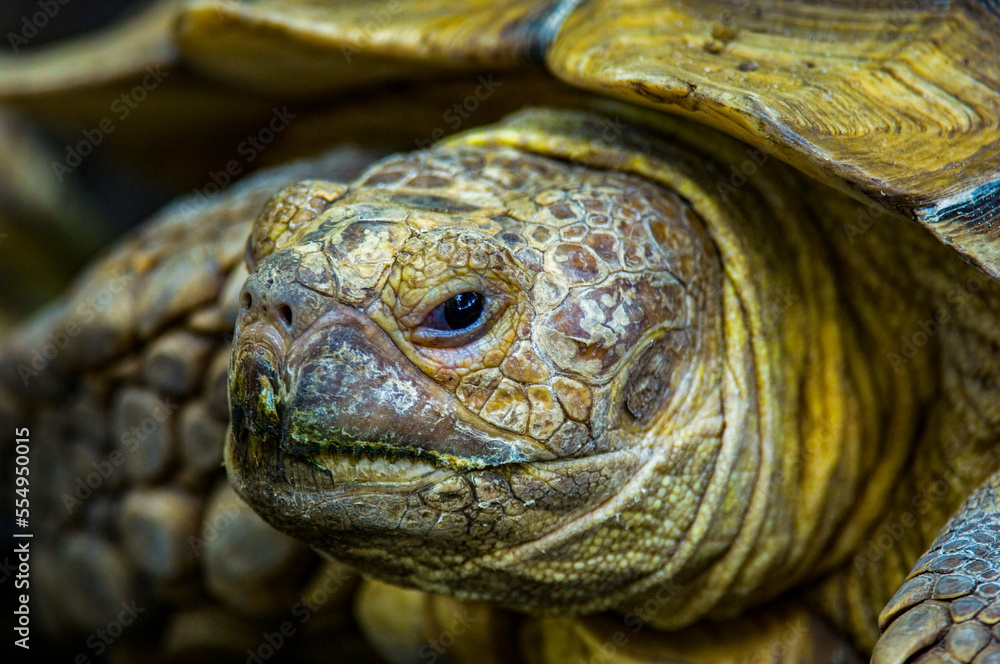 Close-up portrait of a tortoise at a zoo; Lincoln, Nebraska, United States of America Close-up portrait of a tortoise at a zoo; Lincoln, Nebraska, United States of America