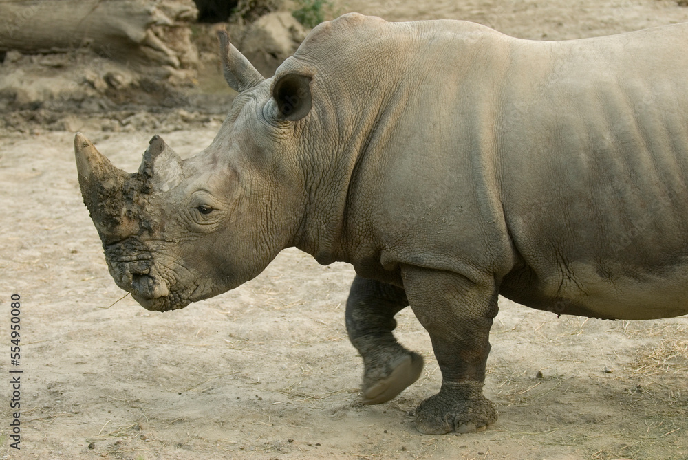White rhinoceros (Ceratotherium simum) walking in its enclosure at a zoo; Omaha, Nebraska, United States of America White rhinoceros (Ceratotherium simum) walking in its enclosure at a zoo; Omaha, Nebraska, United States of America
