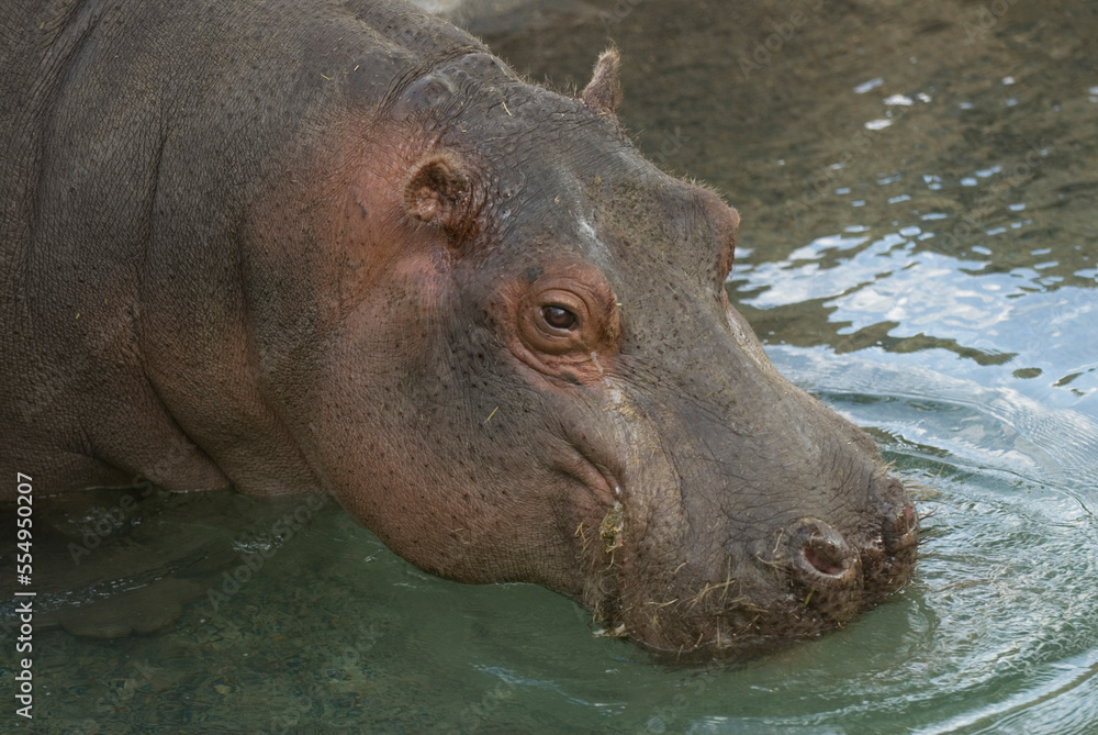 Hippopotamus (Hippopotamus amphibius) goes for a swim at a zoo; Wichita, Kansas, United States of America Hippopotamus (Hippopotamus amphibius) goes for a swim at a zoo; Wichita, Kansas, United States of America