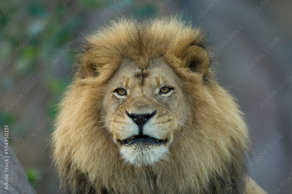 Portrait of an African lion (Panthera Leo) at a zoo; Wichita, Kansas, United States of America Portrait of an African lion (Panthera Leo) at a zoo; Wichita, Kansas, United States of America