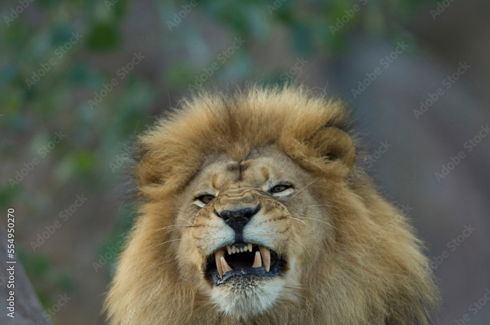 African lion (Panthera Leo) baring its teeth in an enclosure at a zoo; Wichita, Kansas, United States of America