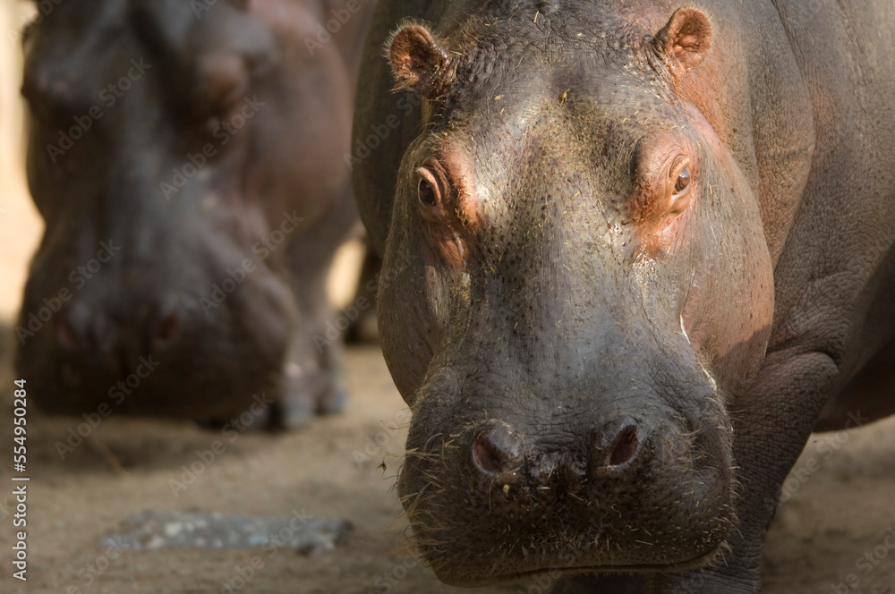 Portrait of a Hippopotamus (Hippopotamus amphibius) in an enclosure at a zoo; Wichita, Kansas, United States of America Portrait of a Hippopotamus (Hippopotamus amphibius) in an enclosure at a zoo; Wichita, Kansas, United States of America