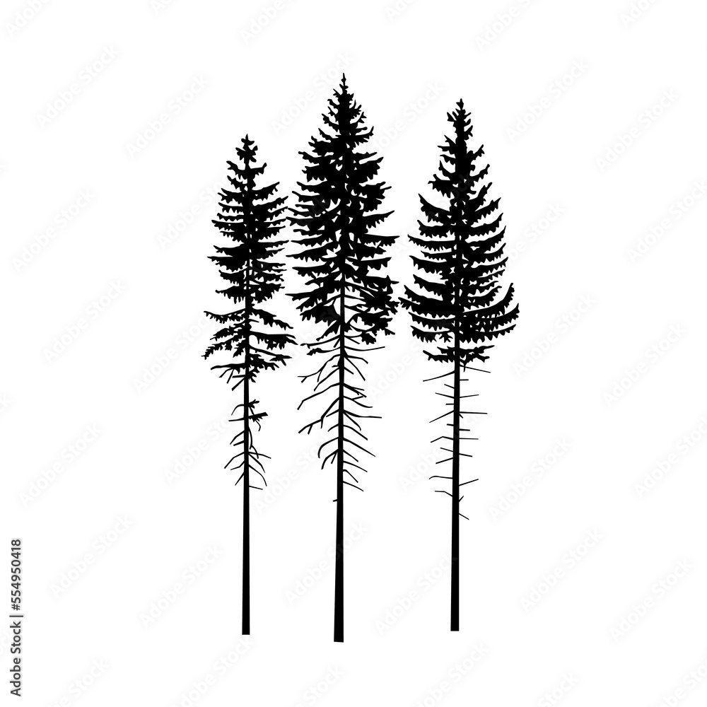 Silhouette of three tall pine tree. 