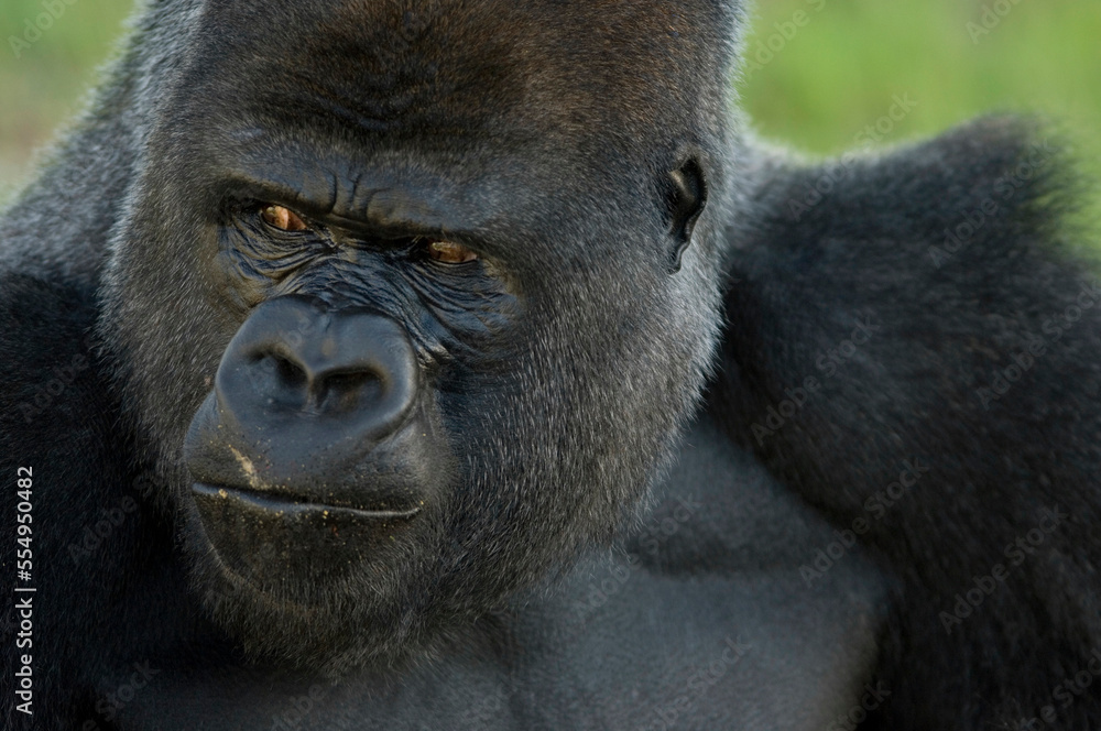 Close-up portrait of a Western lowland gorilla (Gorilla gorilla gorilla) in a zoo; Wichita, Kansas, United States of America Close-up portrait of a Western lowland gorilla (Gorilla gorilla gorilla) in a zoo; Wichita, Kansas, United States of America