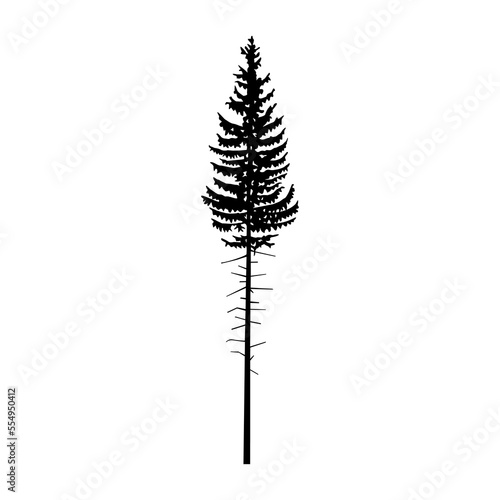 Silhouette of tall pine tree. 