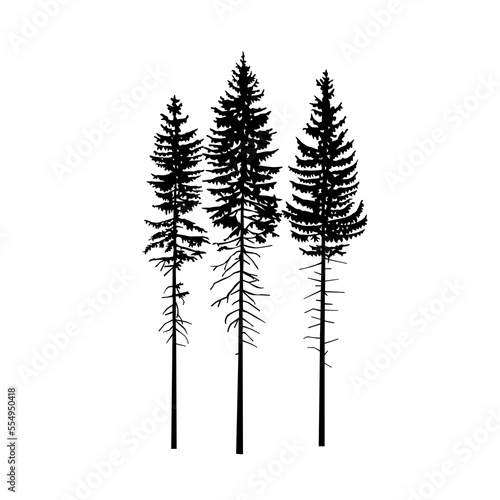 Silhouette of three tall pine tree. 