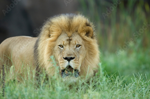 Portrait of a male African lion (Panthera leo krugeri) laying in the grass in its enclosure at a zoo; Wichita, Kansas, United States of America photo