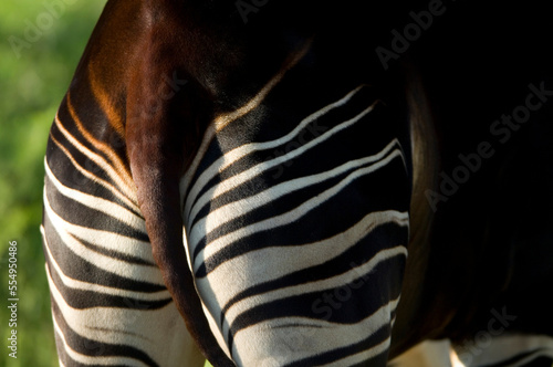 Close-up of the hind of an Okapi (Okapia johnstoni) in a zoo; Wichita, Kansas, United States of America photo