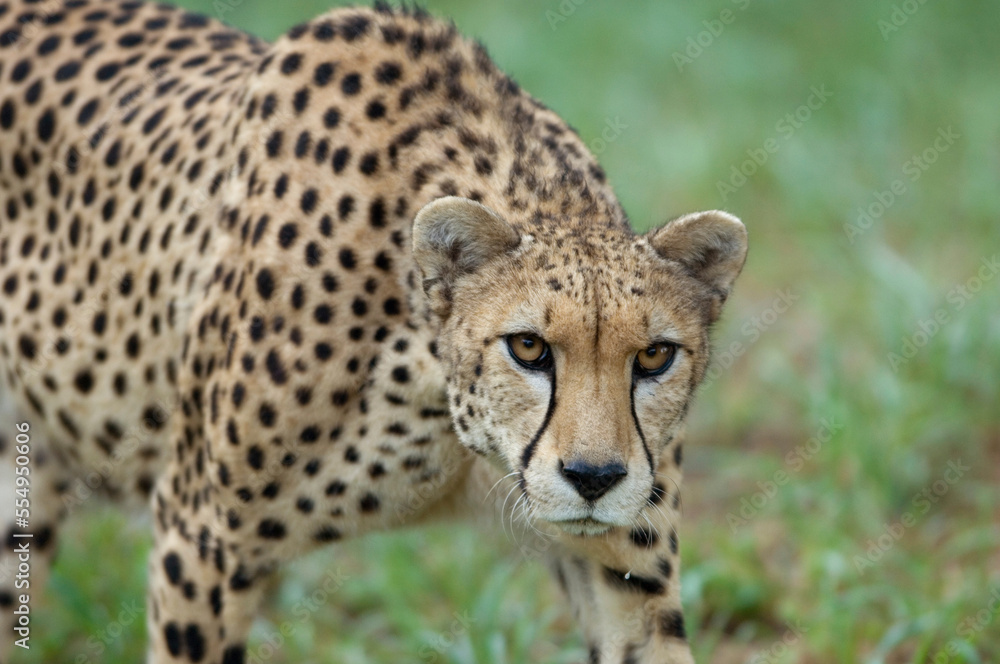 Portrait of a Cheetah (Acinonyx jubatus) moving in its enclosure in a zoo; Manhattan, Kansas, United States of America Portrait of a Cheetah (Acinonyx jubatus) moving in its enclosure in a zoo; Manhattan, Kansas, United States of America