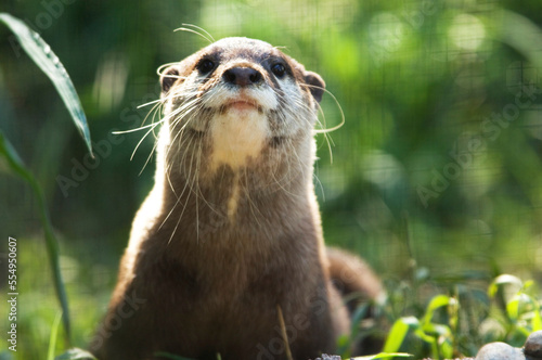 Portrait of an Asian small-clawed otter (Aonyx cinerea) in its enclosure at a zoo; Manhattan, Kansas, United States of America photo