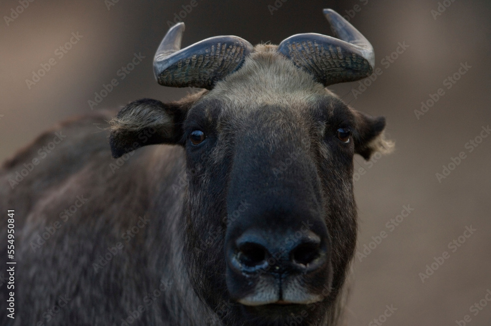 Close-up portrait of a Mishmi takin (Budorcas taxicolor) at a zoo; Denver, Colorado, United States of America Close-up portrait of a Mishmi takin (Budorcas taxicolor) at a zoo; Denver, Colorado, United States of America