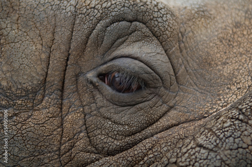 Close-up of the eye and wrinkled skin on the face of an Indian rhinoceros (Rhinocerus unicornis) in a wildlife adventure park; Salina, Kansas, United States of America photo