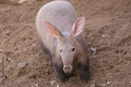 Portrait of an Aardvark (Orycteropus afer) standing in a zoo enclosure; Salina, Kansas, United States of America photo