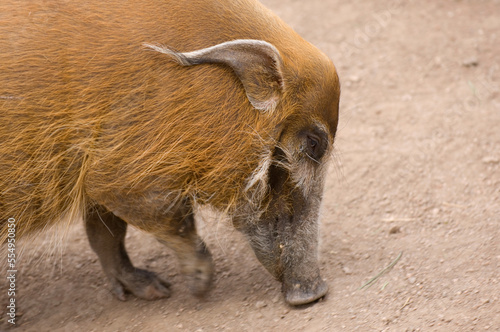 Red River hog (Potamochoerus porcus) eating from the ground in a zoo enclosure; Colorado Springs, Colorado, United States of America photo