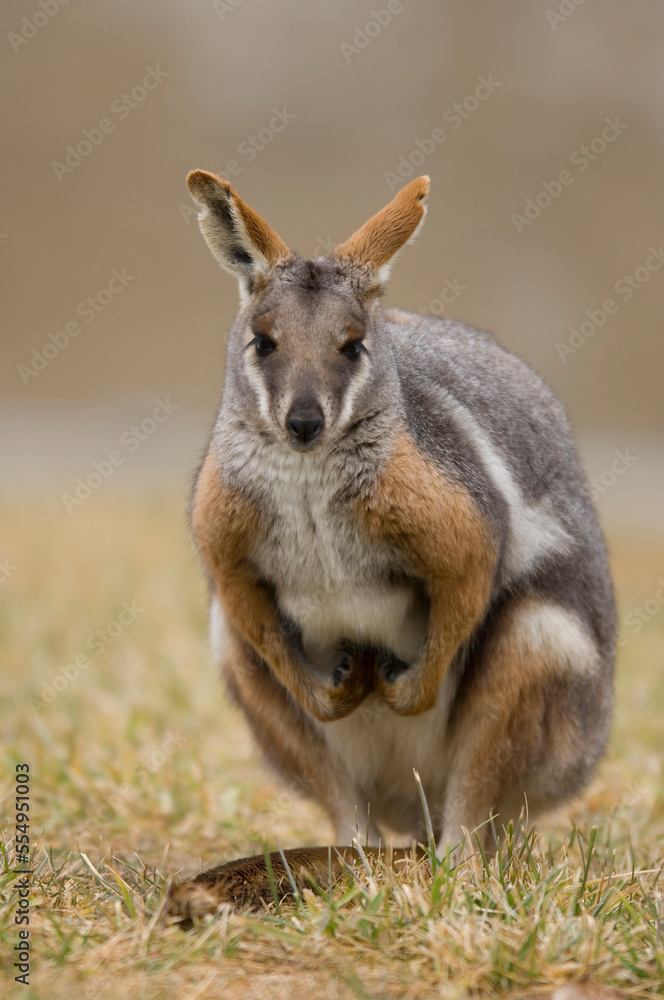 Portrait of a Yellow-footed rock wallaby (Petrogale xanthopus xanthopus) in a zoo; Sioux Falls, South Dakota, United States of America Portrait of a Yellow-footed rock wallaby (Petrogale xanthopus xanthopus) in a zoo; Sioux Falls, South Dakota, United States of America