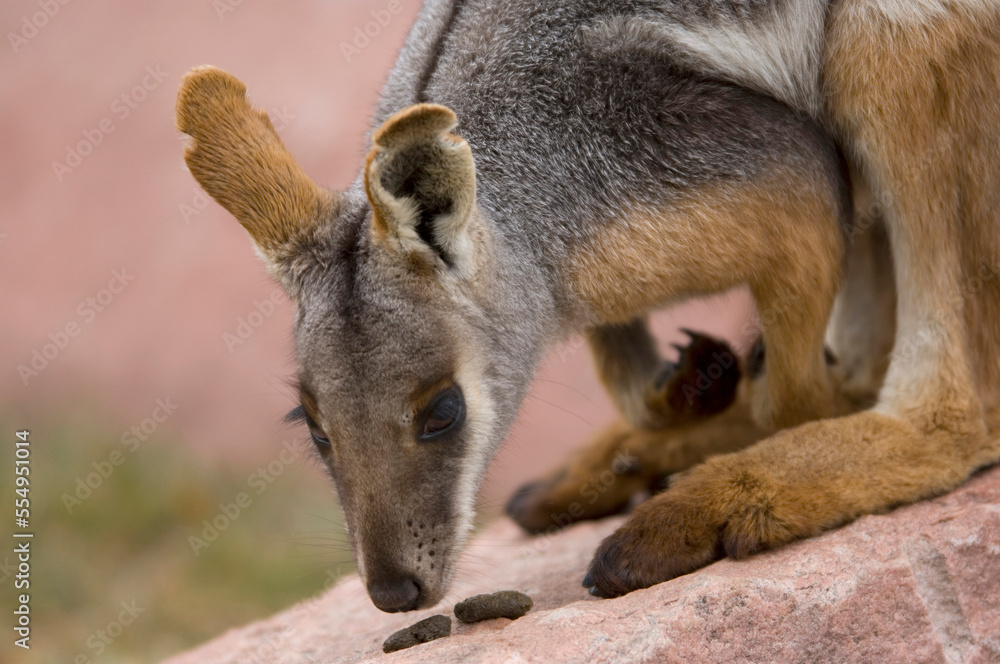 Yellow-footed rock wallaby (Petrogale xanthopus xanthopus) stands on a rock sniffing feces in a zoo enclosure; Sioux Falls, South Dakota, United States of America Yellow-footed rock wallaby (Petrogale xanthopus xanthopus) stands on a rock sniffing feces in a zoo enclosure; Sioux Falls, South Dakota, United States of America