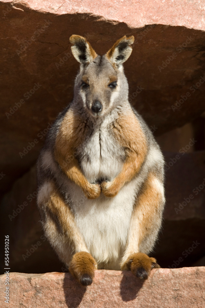 Portrait of a Yellow-footed rock wallaby (Petrogale xanthopus xanthopus) in a zoo; Sioux Falls, South Dakota, United States of America Portrait of a Yellow-footed rock wallaby (Petrogale xanthopus xanthopus) in a zoo; Sioux Falls, South Dakota, United States of America