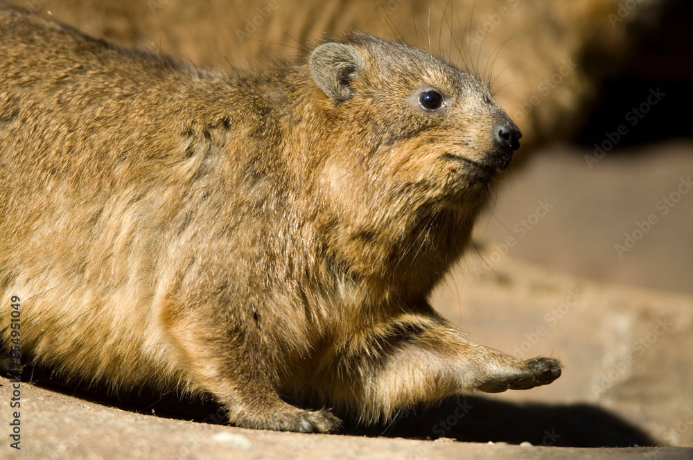 Portrait of a Rock hyrax (Procavia capensis) in sunlight at a zoo; Omaha, Nebraska, United States of America Portrait of a Rock hyrax (Procavia capensis) in sunlight at a zoo; Omaha, Nebraska, United States of America
