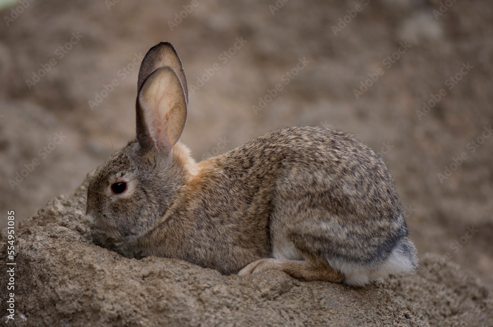 Close-up of a Desert cottontail (Sylvilagus audubonii) digging in sand at a zoo; Omaha, Nebraska, United States of America Close-up of a Desert cottontail (Sylvilagus audubonii) digging in sand at a zoo; Omaha, Nebraska, United States of America