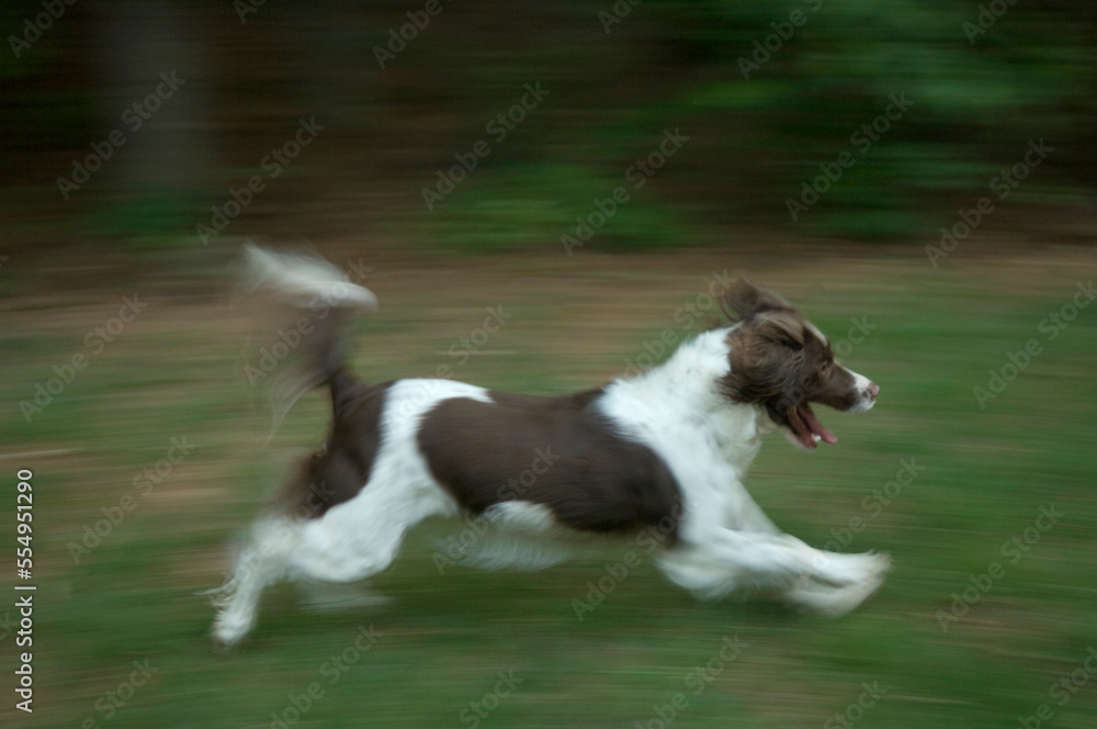 Motion blur of an English springer spaniel playing in the grass; Marietta, Georgia, United States of America Motion blur of an English springer spaniel playing in the grass; Marietta, Georgia, United States of America