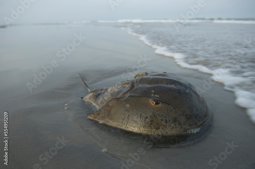 Horseshoe crab (Limulus polyphemus) sitting on sand in the surf along the beach; Stone Harbor, New Jersey, United  States of America photo