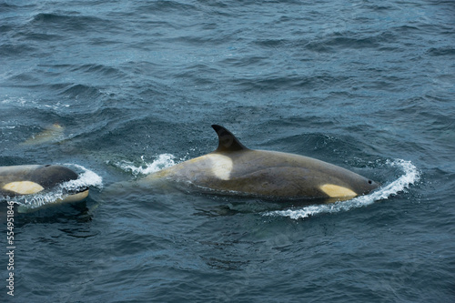 Whales along the Antarctic Peninsula; Antarctica photo