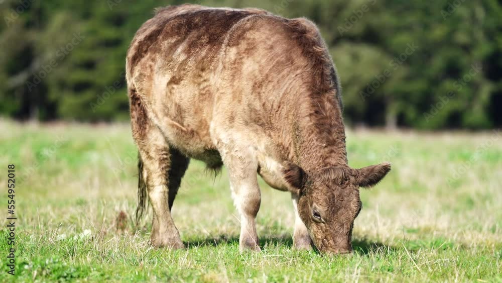 Regenerative agriculture cows in the field, grazing on grass and pasture in Australia, on a farming ranch. Cattle eating hay and silage. breeds include speckle park, Murray grey, angus, wagyu.
Regenerative agriculture cows in the field, grazing on grass and pasture in Australia, on a farming ranch. Cattle eating hay and silage. breeds include speckle park, Murray grey, angus, wagyu.