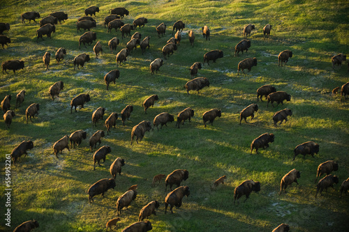 Wild American bison (Bison bison) roam on a ranch in South Dakota, USA; South Dakota, United States of America photo