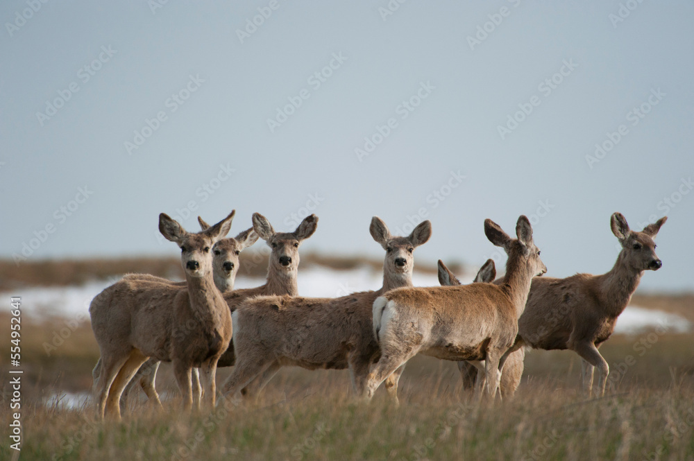 Herd of Mule deer (Odocoileus hemionus) on a ranch in the Nebraska Sandhills, USA; Nebraska, United States of America Herd of Mule deer (Odocoileus hemionus) on a ranch in the Nebraska Sandhills, USA; Nebraska, United States of America
