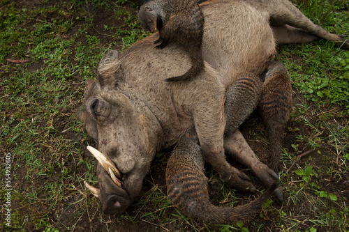 Habituated group of banded mongooses (Mungos mungo) at a lodge as they clean the ticks off a reclining warthog (Phacochoerus africanus); Uganda photo