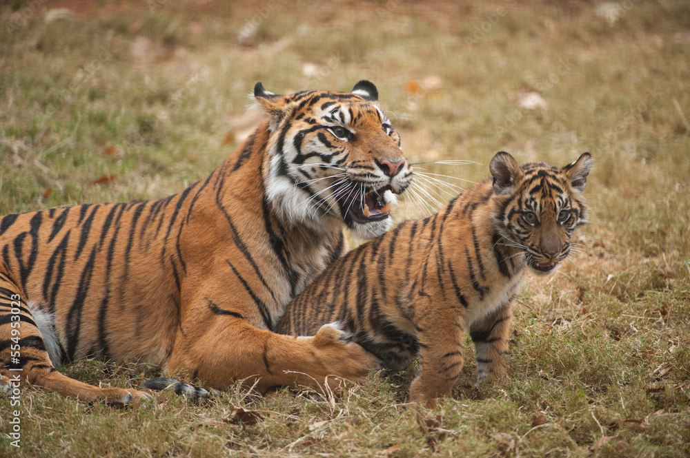 Critically-endangered female Sumatran tiger (Panthera tigris sumatrae) with her five-month-old cub in a zoo; Atlanta, Georgia, United States of America Critically-endangered female Sumatran tiger (Panthera tigris sumatrae) with her five-month-old cub in a zoo; Atlanta, Georgia, United States of America