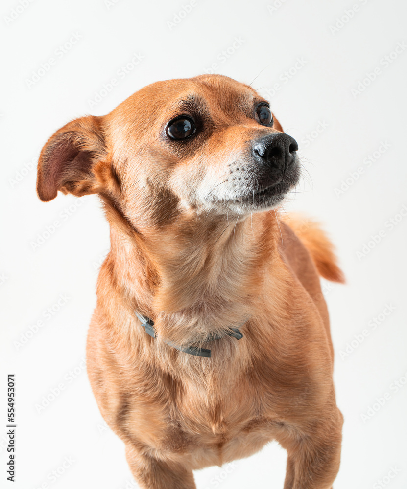 a small red-colored dog, a jack russell pinscher on a white background