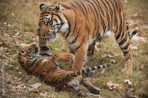 Critically-endangered female Sumatran tiger (Panthera tigris sumatrae) with her five-month-old cub in a zoo; Atlanta, Georgia, United States of America photo