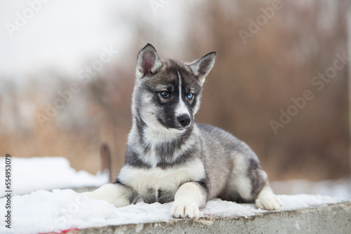 little husky that looks like a wolf