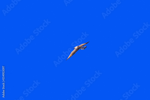 Seagulls fly across the blue sky on a sunny day. A white bird flying across a clear sky. A seagull flies in a cloudless sky. A lonely seagull flying under a blue sky without clouds.