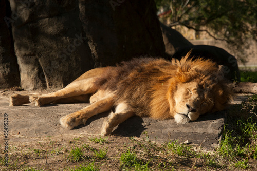 Male African lion (Panthera leo) naps in sunlight in a zoo enclosure; Houston, Texas, United States of America photo