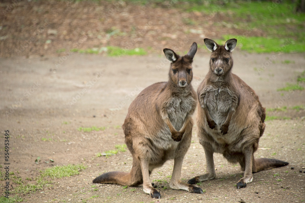 Two Kangaroo Island kangaroos (Macropus fuliginosus fuliginosus) at a zoo; Healesville, Victoria, Australia Two Kangaroo Island kangaroos (Macropus fuliginosus fuliginosus) at a zoo; Healesville, Victoria, Australia