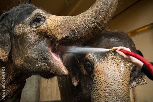 Female Asian elephants (Elephas maximus) take a break during their shower for a drink at a zoo; Cincinnati, Ohio, United States of America