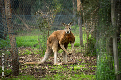 Portrait of a Red kangaroo (Macropus rufus) in an animal sanctuary enclosure; Healesville, Victoria, Australia photo