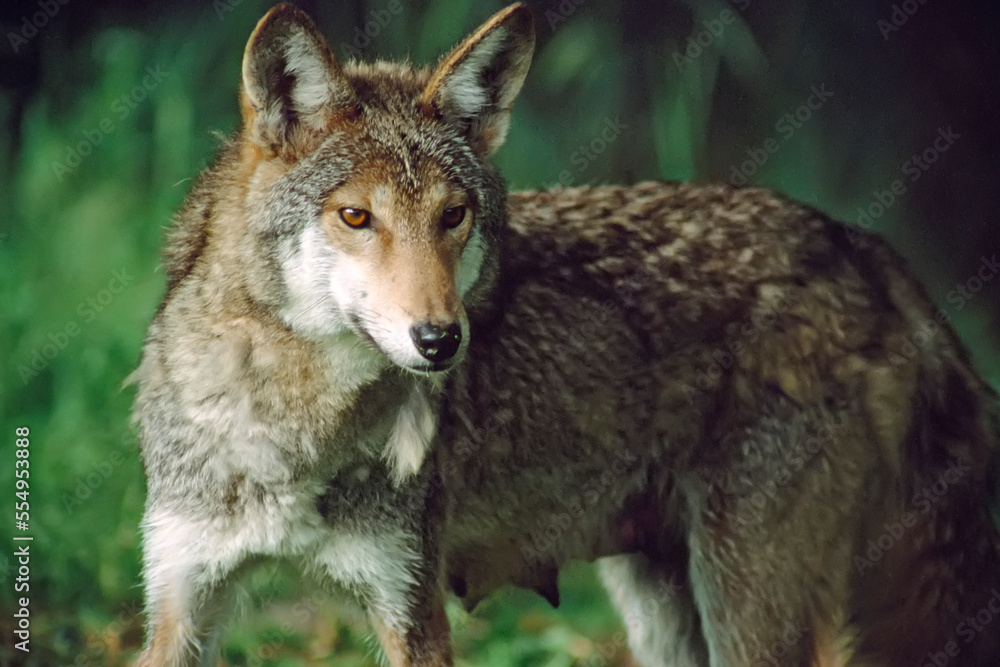 Portrait of a female Red wolf (Canis rufus) at a breeding facility, near Graham, Washington, USA; Washington, United States of America Portrait of a female Red wolf (Canis rufus) at a breeding facility, near Graham, Washington, USA; Washington, United States of America