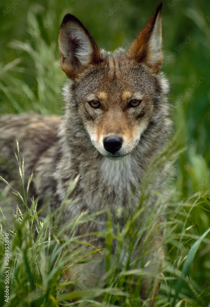Portrait of a male Red wolf (Canis rufus), one of the rarest wolves in the land, at a breeding facility, near Graham, Washington, USA; Washington, United States of America Portrait of a male Red wolf (Canis rufus), one of the rarest wolves in the land, at a breeding facility, near Graham, Washington, USA; Washington, United States of America