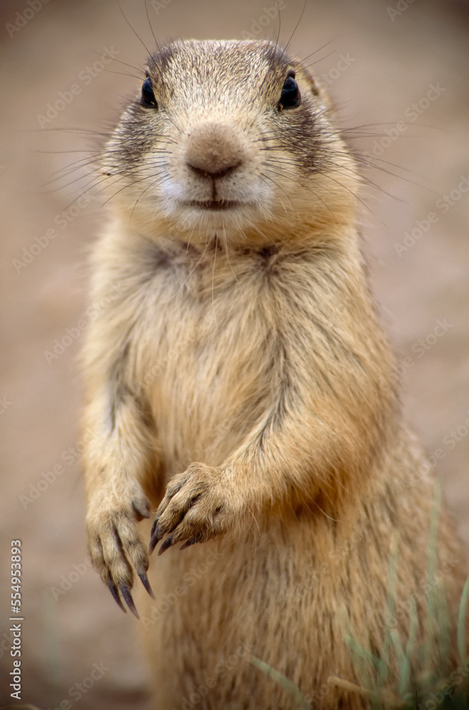 Portrait of a White-tailed prairie dog (Cynomys leucurus) in an unseen prairie dog town on the wide plains, Hutton Lake National Wildlife Refuge, Wyoming, USA; Wyoming, United States of America Portrait of a White-tailed prairie dog (Cynomys leucurus) in an unseen prairie dog town on the wide plains, Hutton Lake National Wildlife Refuge, Wyoming, USA; Wyoming, United States of America
