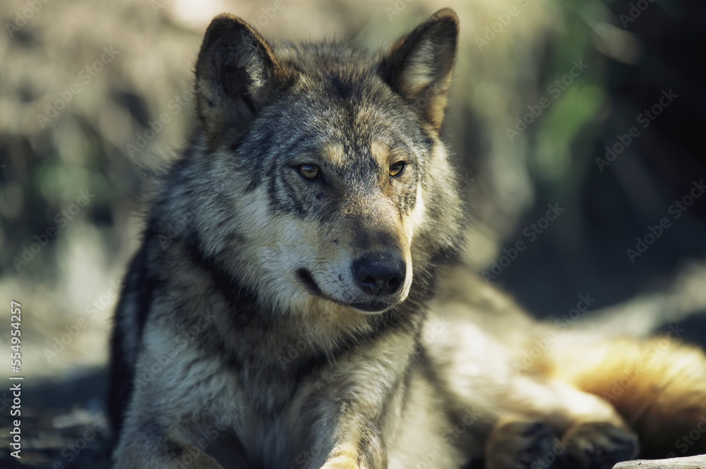 Portrait of a Gray wolf (Canis lupus) lying on the beach in Clayoquot Sound, Vancouver Island, BC, Canada; Vargas Island, Vancouver Island, British Columbia, Canada Portrait of a Gray wolf (Canis lupus) lying on the beach in Clayoquot Sound, Vancouver Island, BC, Canada; Vargas Island, Vancouver Island, British Columbia, Canada