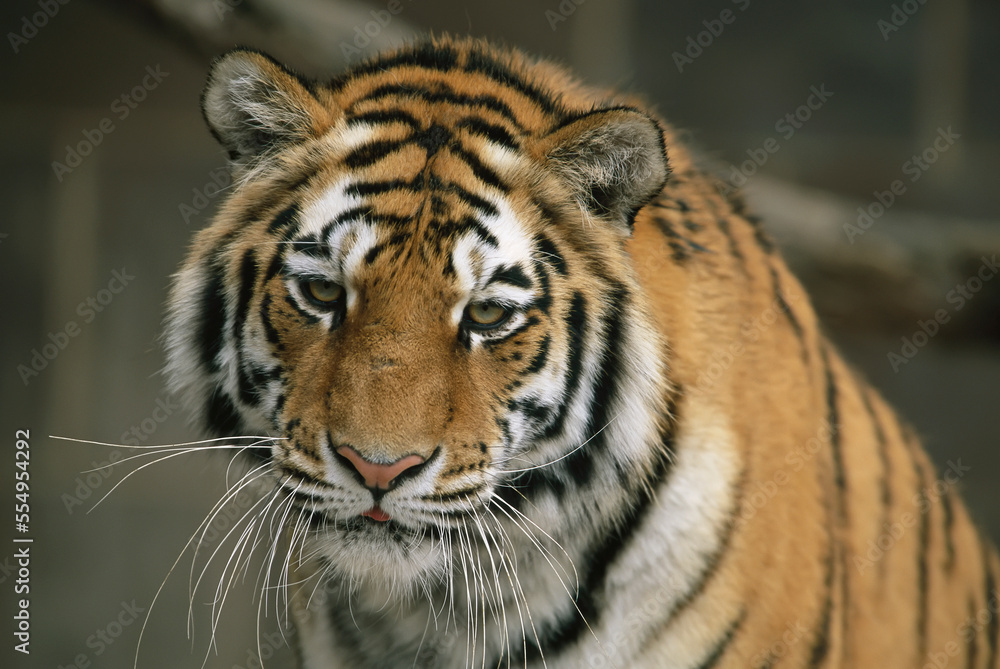 Close-up portrait of the face of a Siberian tiger (Panthera tigris altaica) in a zoo; Omaha, Nebraska, United States of America Close-up portrait of the face of a Siberian tiger (Panthera tigris altaica) in a zoo; Omaha, Nebraska, United States of America