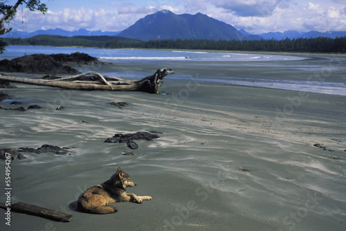 Gray wolf (Canis lupus) lying on the beach in Clayoquot Sound, Vancouver Island, BC, Canada; Vargas Island, Vancouver Island, British Columbia, Canada photo