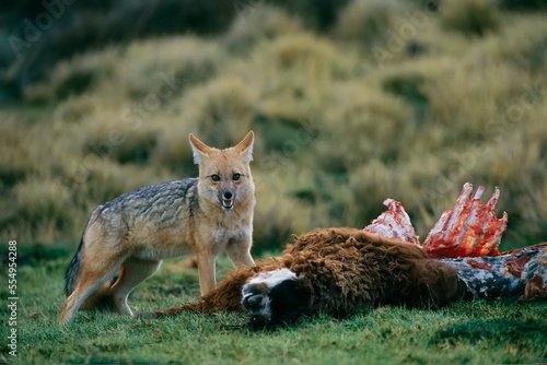Andean fox (Lycalopex culpaeus) scavenges a llama carcass (Lama glama) in the Atacama Desert; Chile