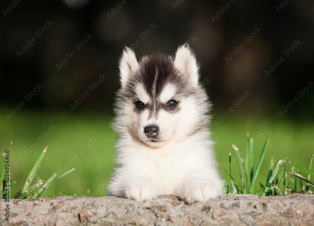 little husky that looks like a wolf
