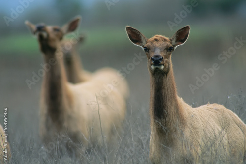 Group of Tule elk (Cervus elaphus nannodes) stand alert in a field, San Luis National Wildlife Refuge, California, USA; California, United States of America photo