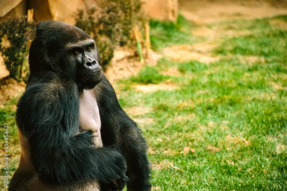 Portrait of a captive Mountain gorilla (Gorilla gorilla beringei) at a zoo; Omaha, Nebraska, United States of America Portrait of a captive Mountain gorilla (Gorilla gorilla beringei) at a zoo; Omaha, Nebraska, United States of America