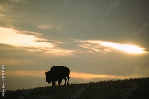 Silhouette of a Bison (Bison bison) walking along the crest of a hill, near Wheatland, Wyoming, USA; Wyoming, United States of America photo